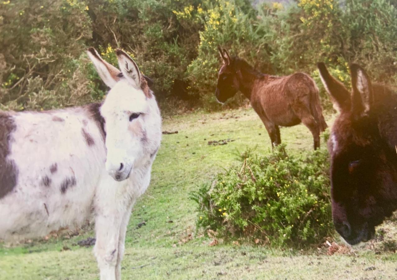 Shorefield Country Park, Where The New Forest Meets The Sea, Passes For All Entertainment Included Милфорд-он-Си Экстерьер фото
